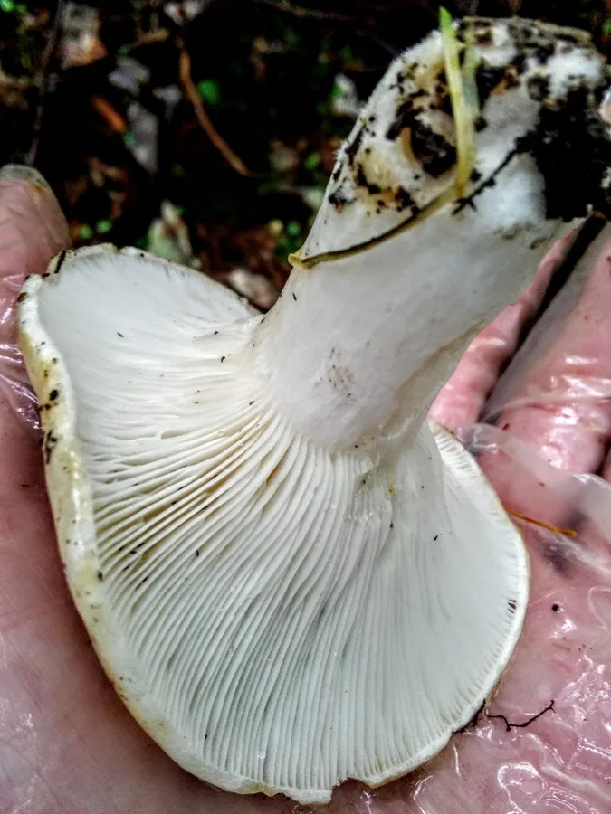 Dokumentasi Lactarius musteus — Fotografi