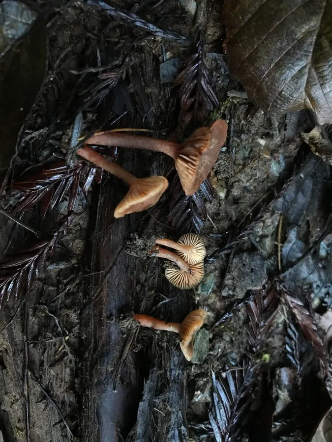 Dokumentasi Lactarius occidentalis — Fotografi