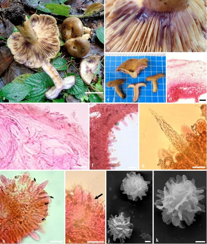 Dokumentasi Lactarius olivaceopallidus — Pelat ilmiah
