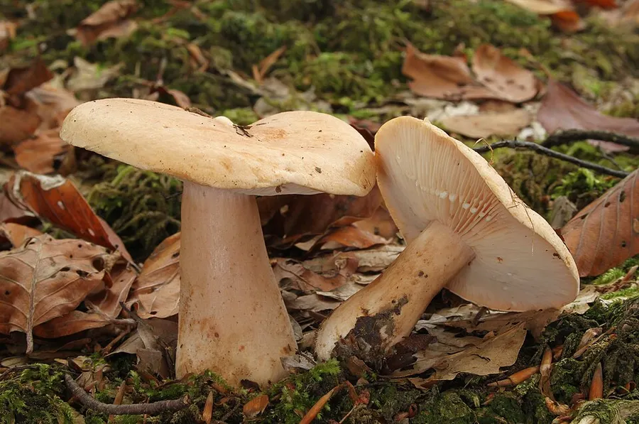 Dokumentasi Lactarius pallidus — Fotografi