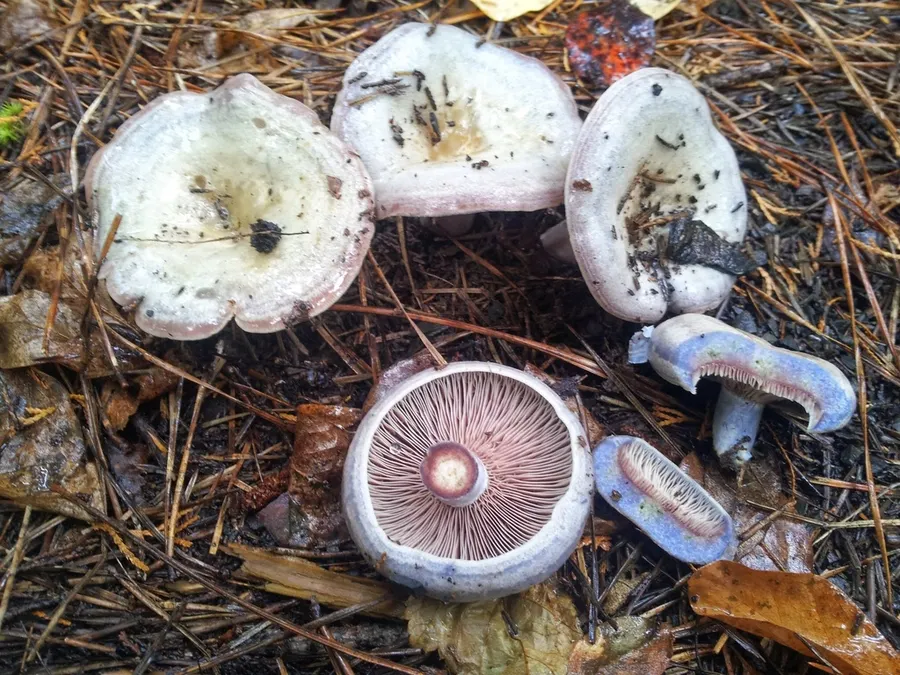 Dokumentasi Lactarius paradoxus — Fotografi