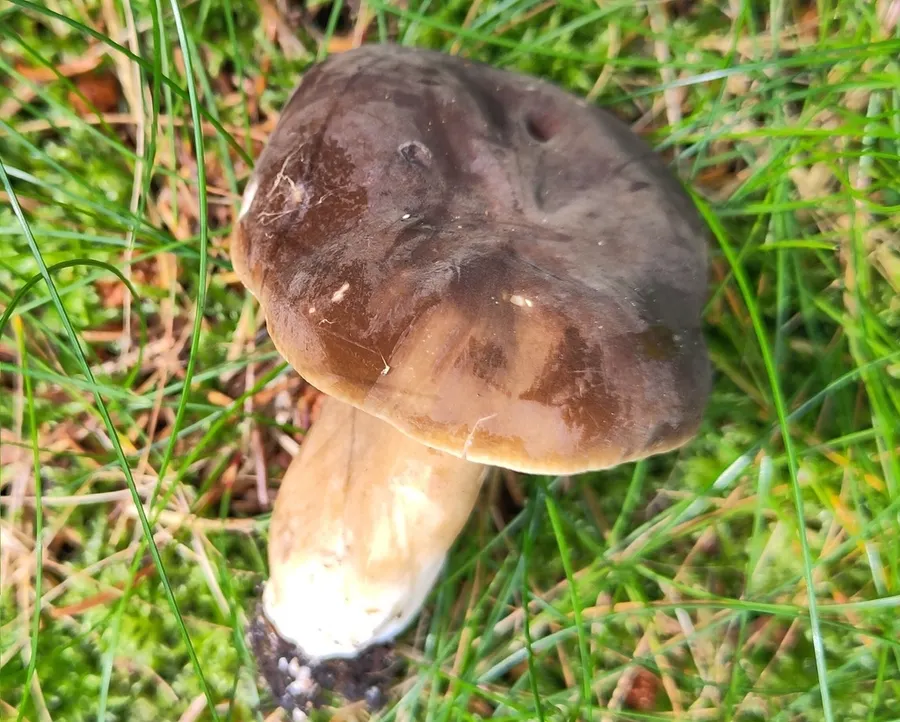 Dokumentasi Lactarius picinus — Fotografi