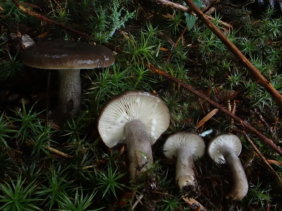Dokumentasi Lactarius pseudomucidus — Fotografi