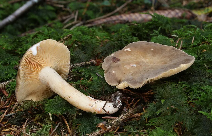 Dokumentasi Lactarius pterosporus — Fotografi