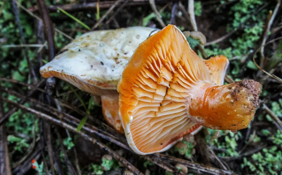 Dokumentasi Lactarius salmonicolor — Fotografi