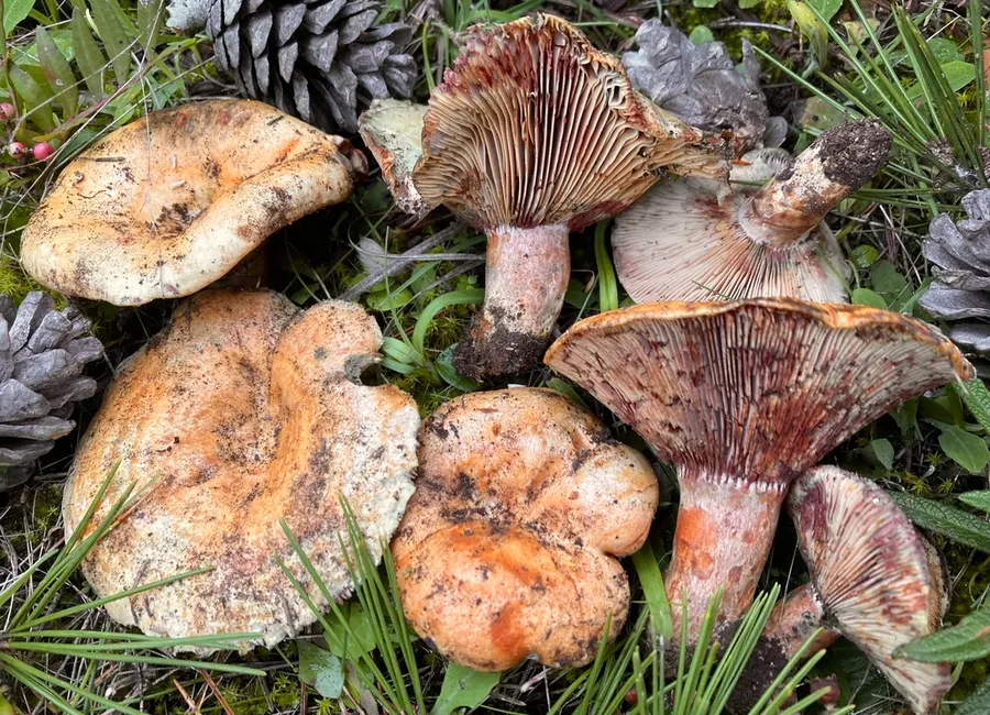 Dokumentasi Lactarius sanguifluus — Fotografi