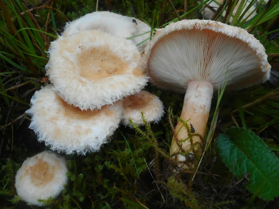 Dokumentasi Lactarius scoticus — Fotografi