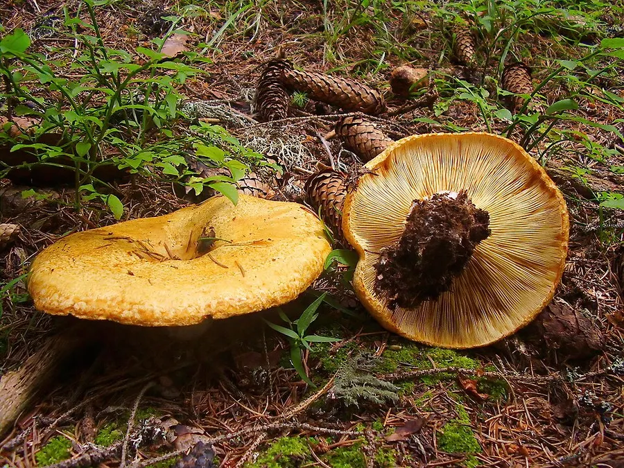 Dokumentasi Lactarius scrobiculatus — Fotografi