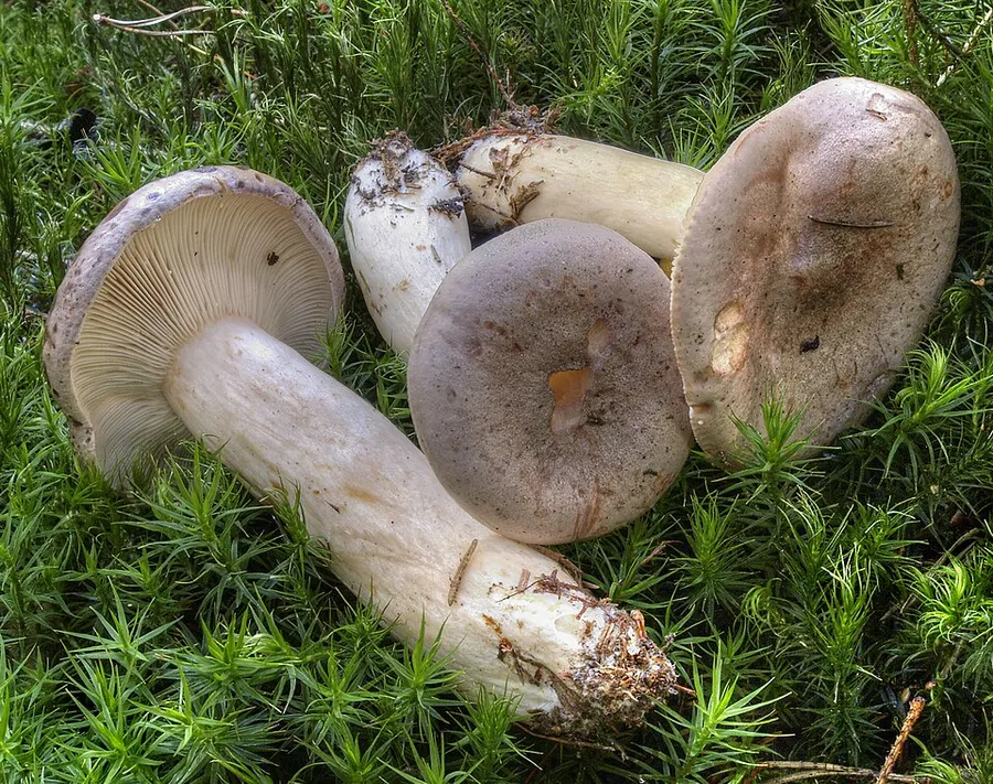 Dokumentasi Lactarius trivialis — Fotografi