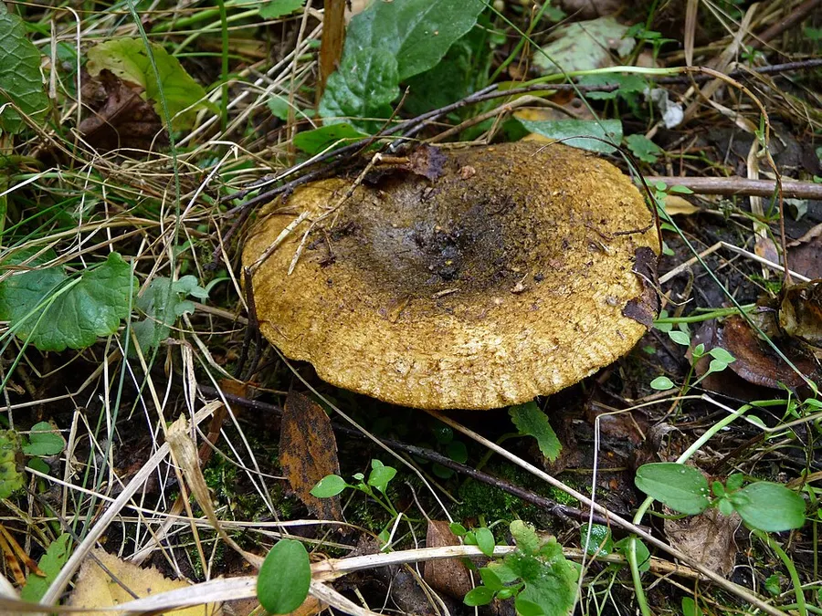 Dokumentasi Lactarius turpis — Fotografi