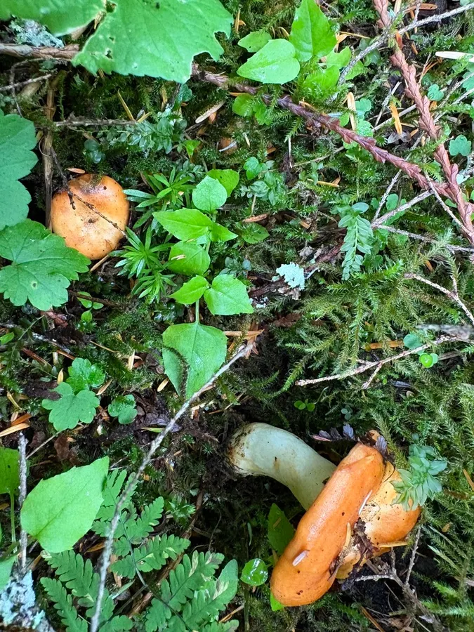 Dokumentasi Lactarius zonarioides — Fotografi