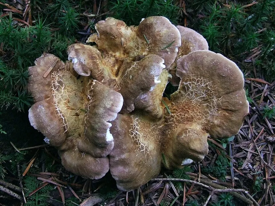 Dokumentasi Laeticutis cristata — Fotografi