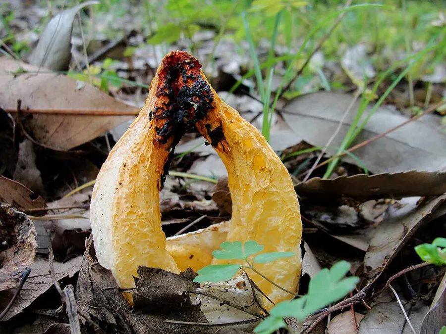 Dokumentasi Clathrus bicolumnatus — Fotografi
