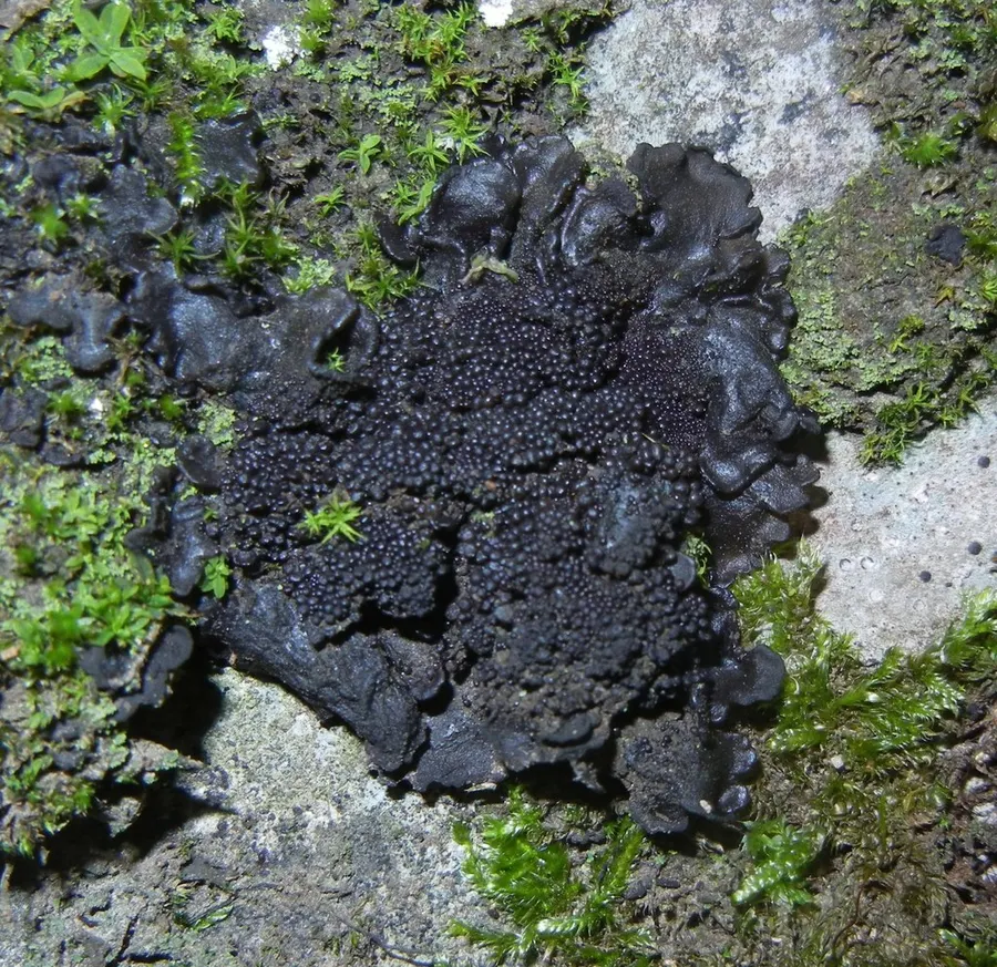 Dokumentasi Lathagrium auriforme — Fotografi