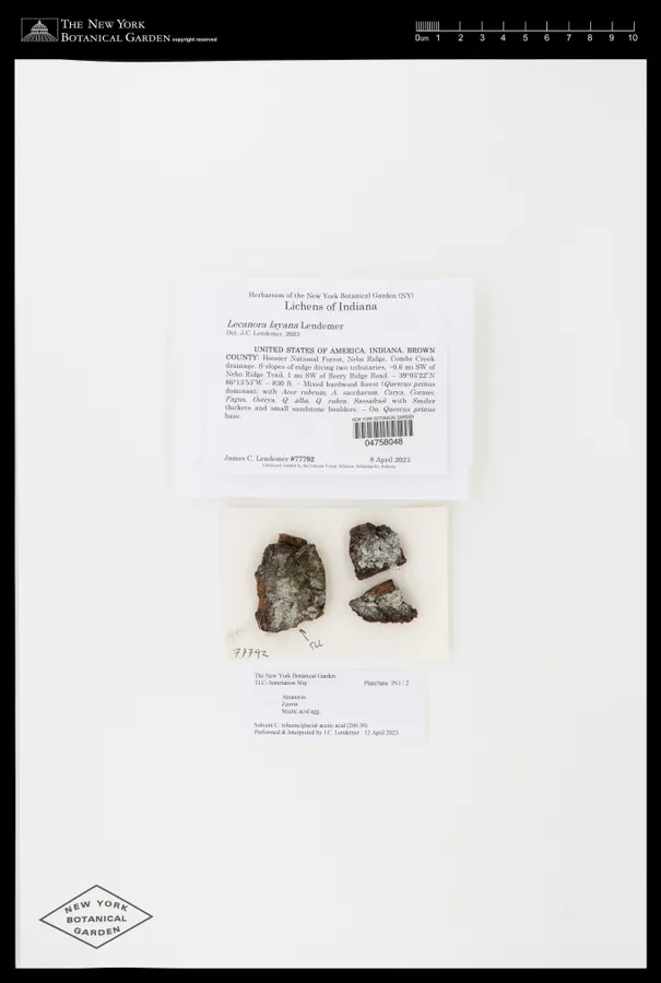 Dokumentasi Lecanora layana — Voucher herbarium
