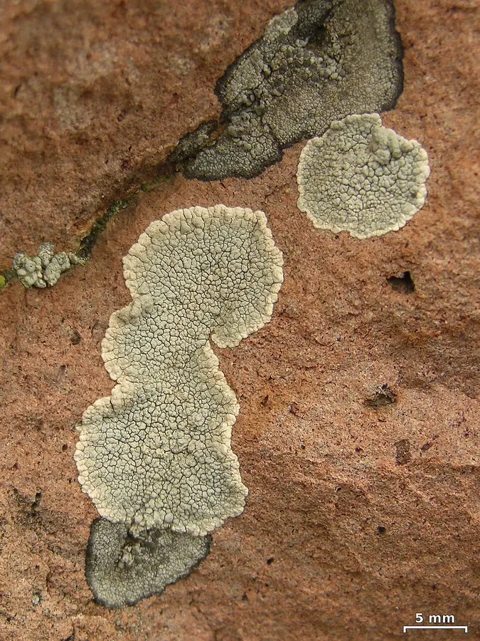 Dokumentasi Lecanora subcarnea — Fotografi