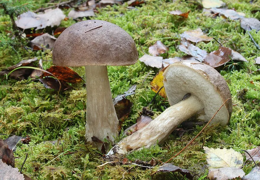 Dokumentasi Leccinum cyaneobasileucum — Fotografi