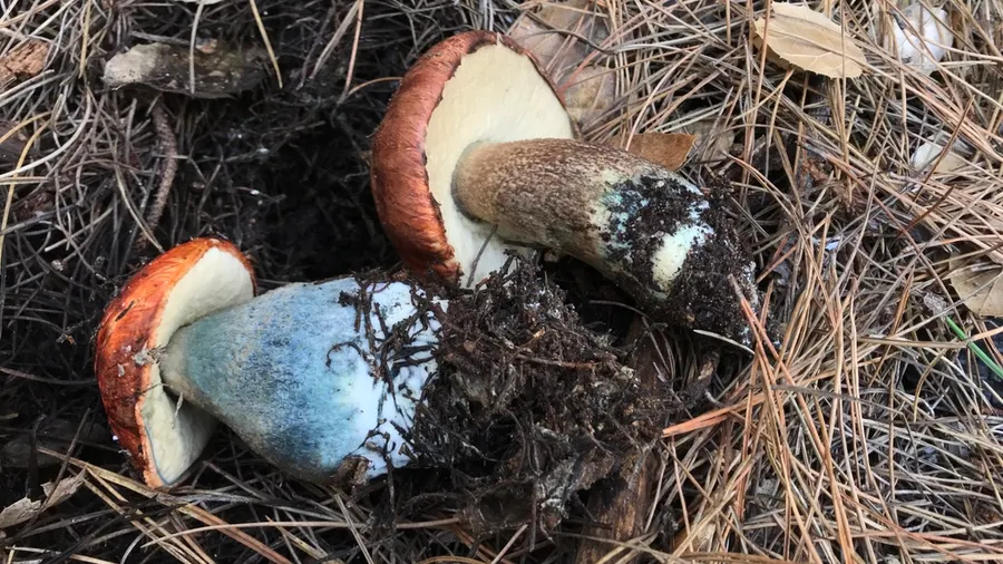 Dokumentasi Leccinum manzanitae — Fotografi