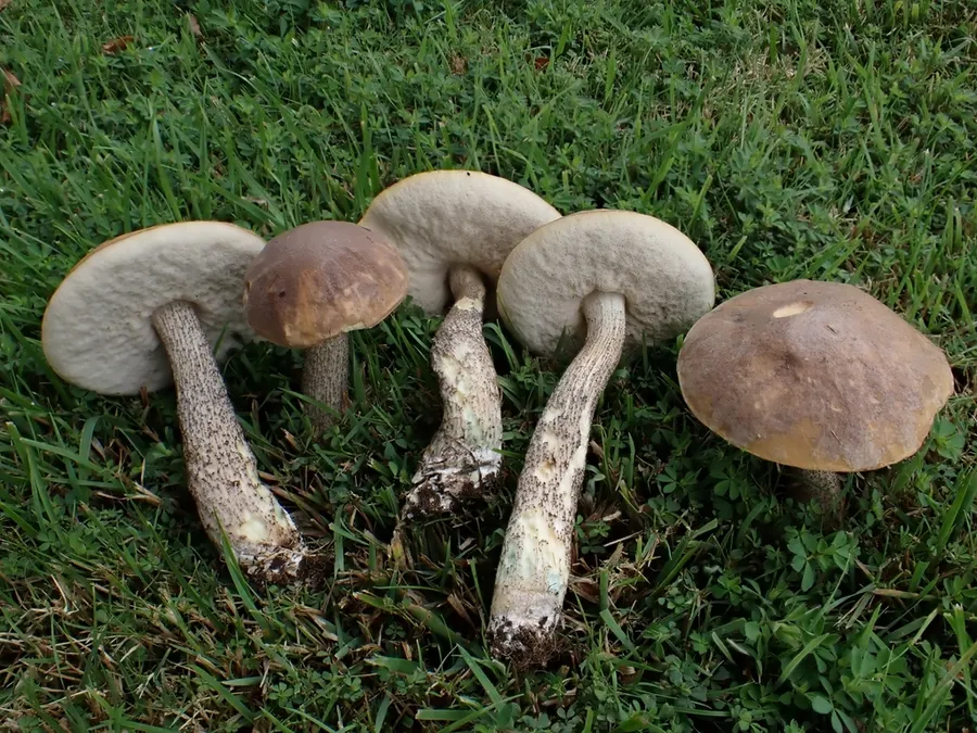 Dokumentasi Leccinum schistophilum — Fotografi