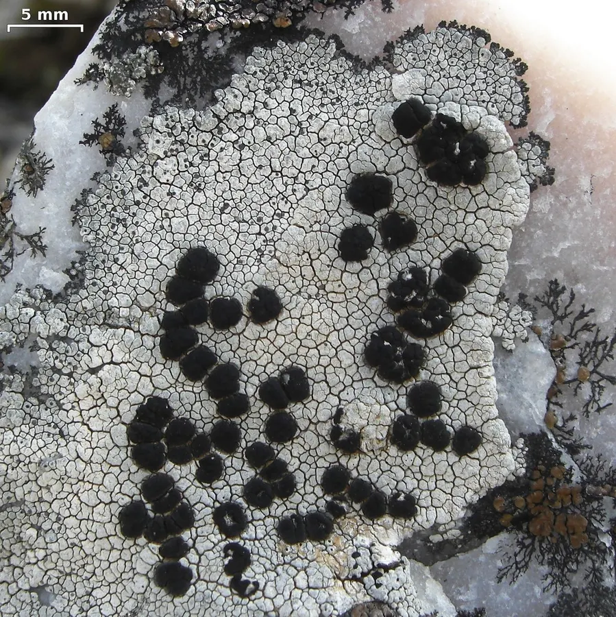Dokumentasi Lecidea tessellata — Fotografi