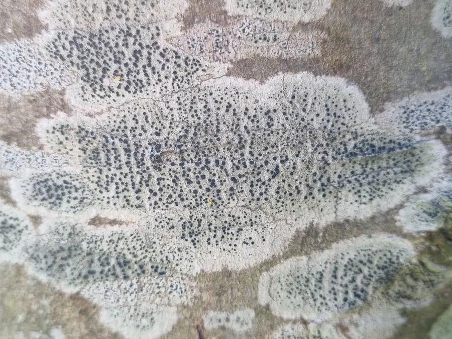 Dokumentasi Lecidella elaeochroma — Fotografi