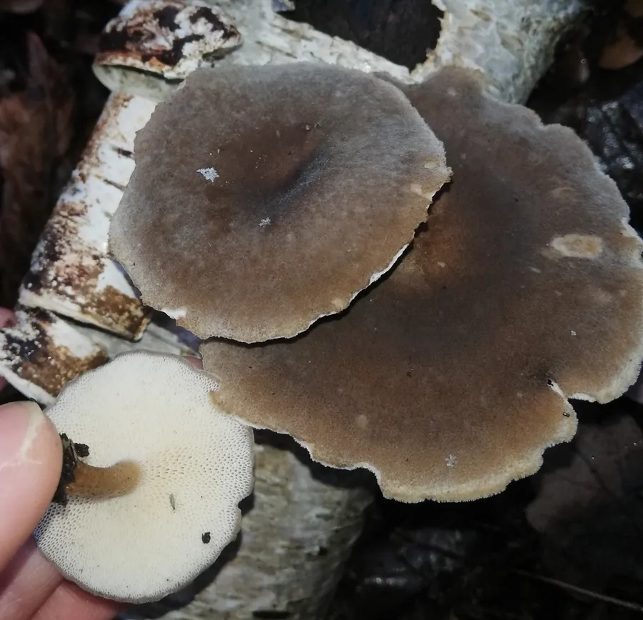Dokumentasi Lentinus brumalis — Fotografi