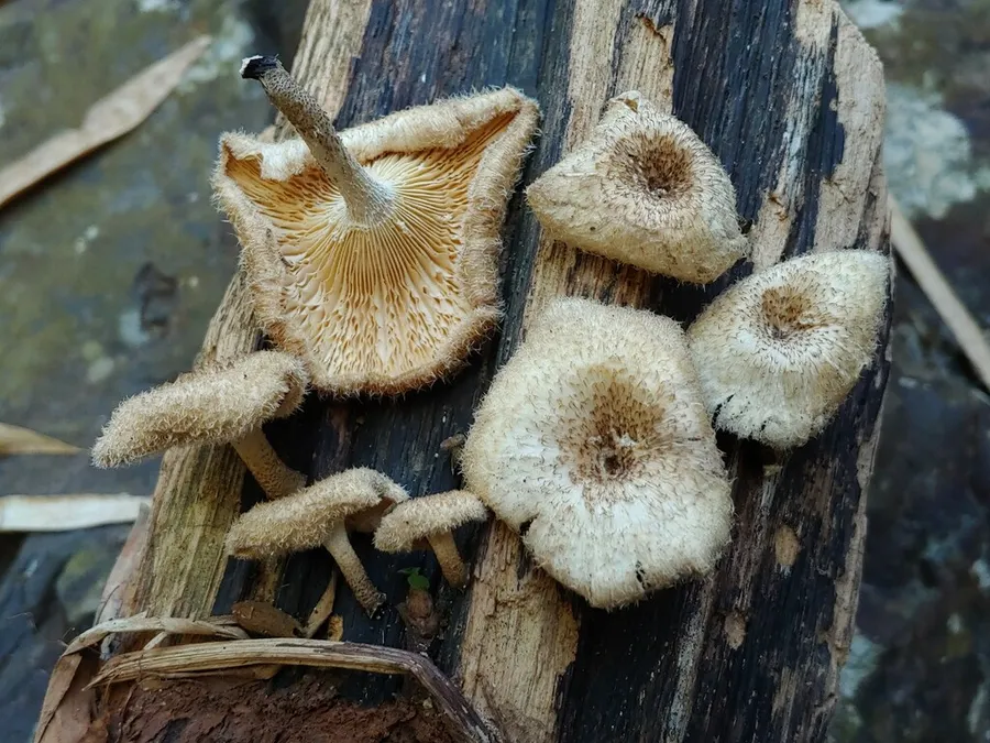 Dokumentasi Lentinus crinitus — Fotografi