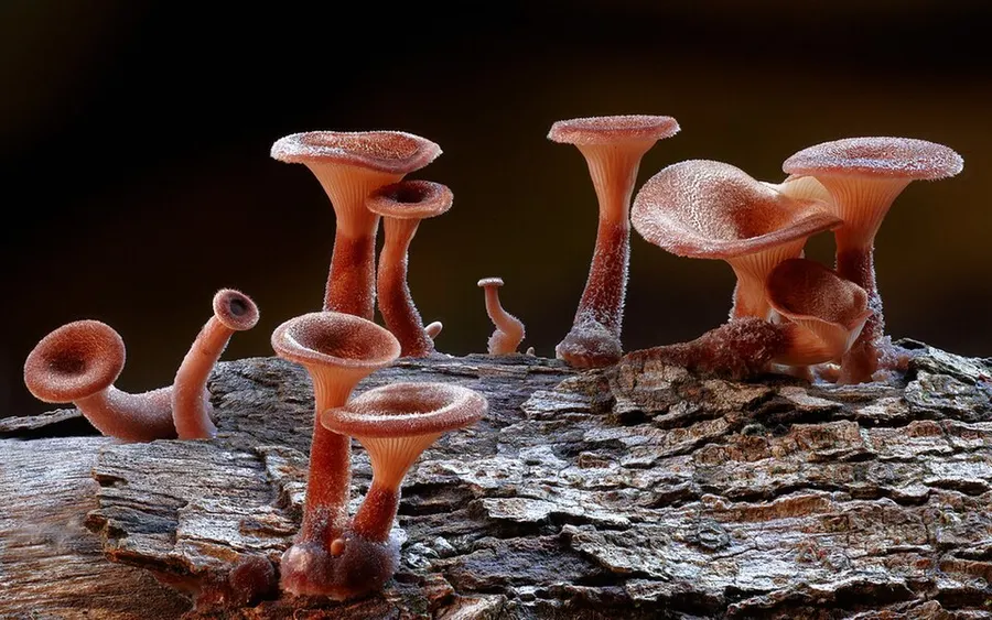 Dokumentasi Panus fasciatus — Fotografi