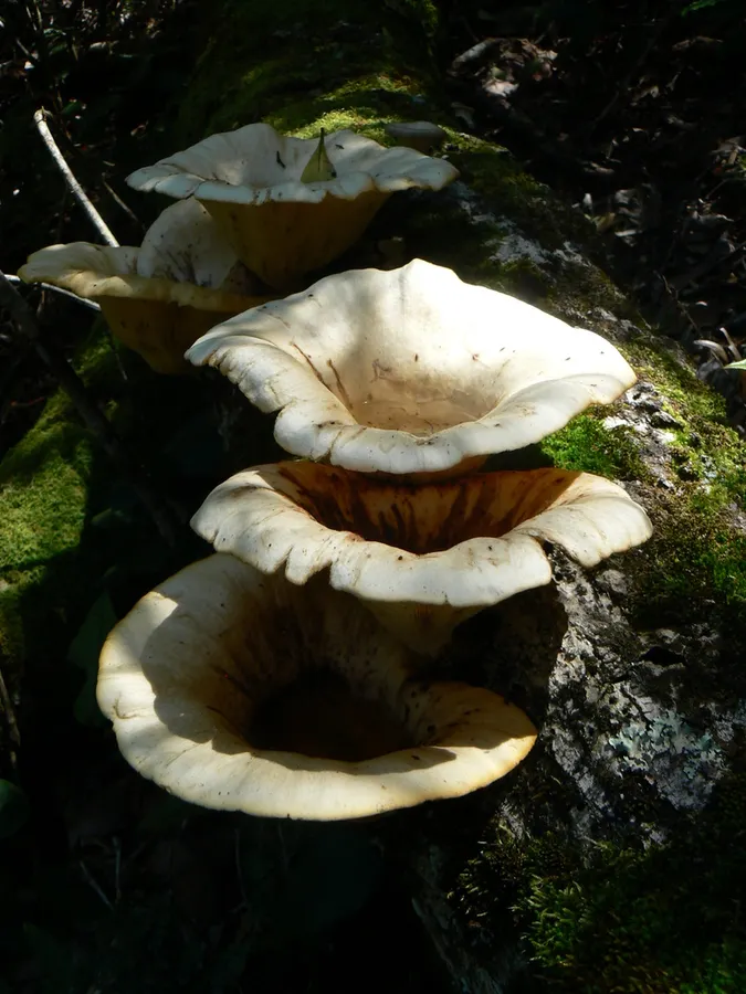 Dokumentasi Lentinus sajor-caju — Fotografi