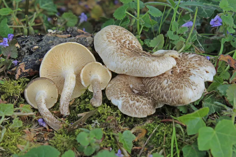 Dokumentasi Lentinus tigrinus — Fotografi