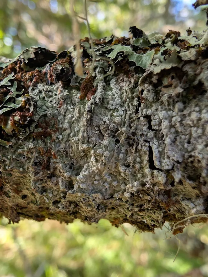 Dokumentasi Lepra amara — Fotografi