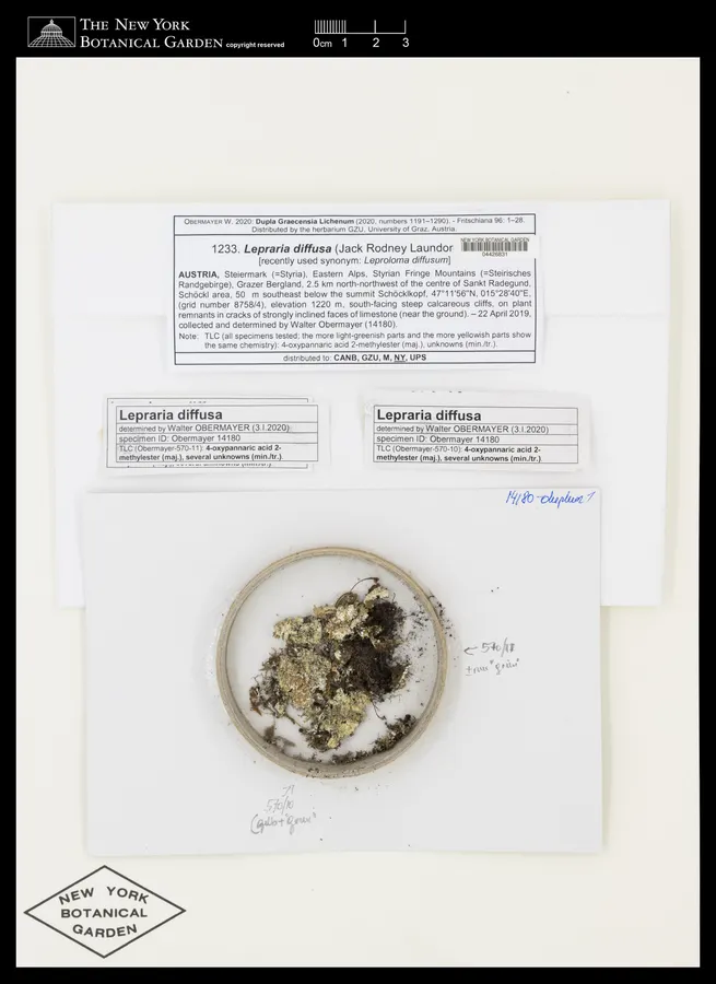 Dokumentasi Lepraria diffusa — Voucher herbarium