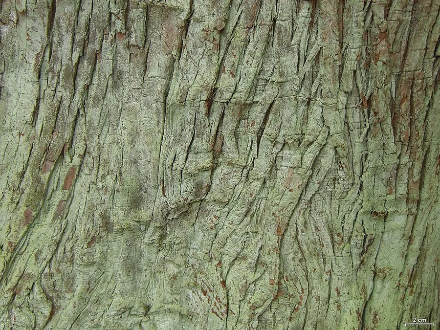 Dokumentasi Lepraria friabilis — Fotografi