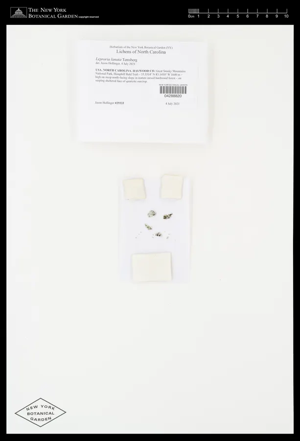 Dokumentasi Lepraria lanata — Voucher herbarium