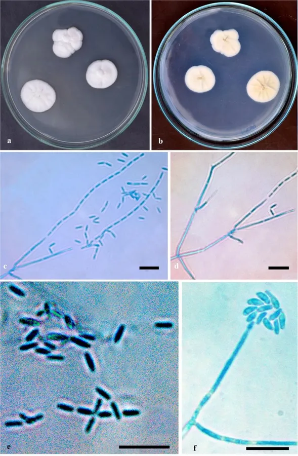 Dokumentasi Leptobacillium leptobactrum — Pelat ilmiah