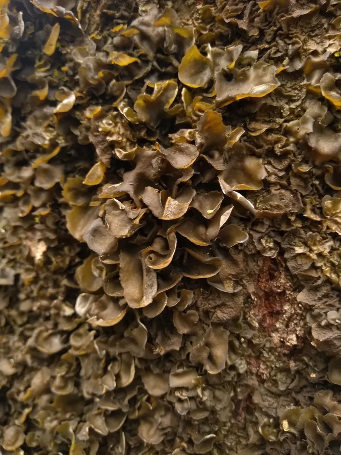 Dokumentasi Leptogium acadiense — Fotografi
