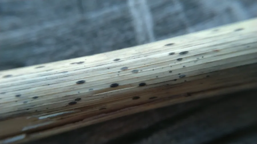 Dokumentasi Lophodermium arundinaceum — Fotografi