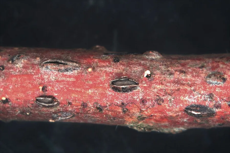 Dokumentasi Lophodermium melaleucum — Fotografi