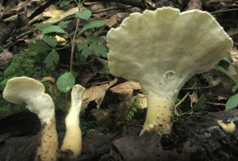 Dokumentasi Loweomyces fractipes — Fotografi