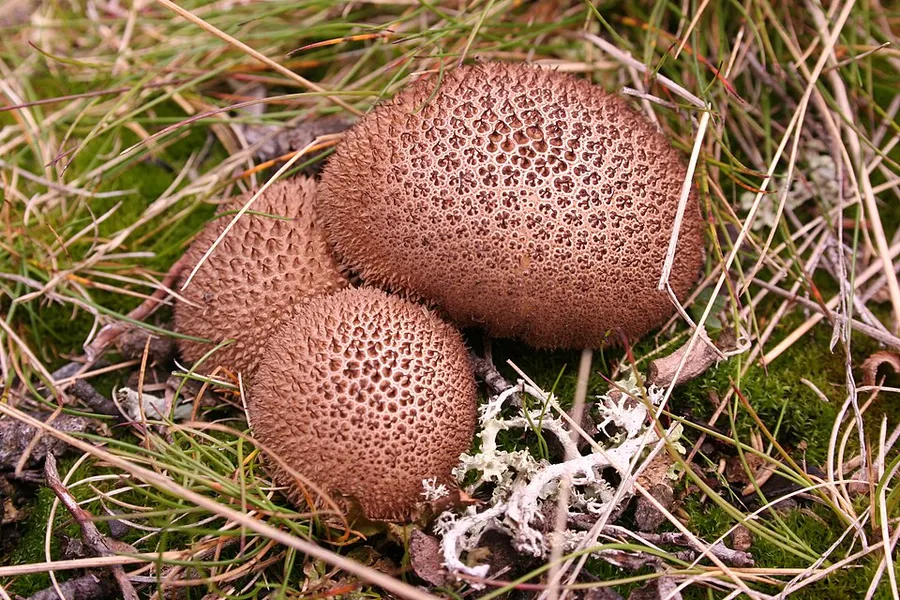 Dokumentasi Lycoperdon umbrinum — Fotografi