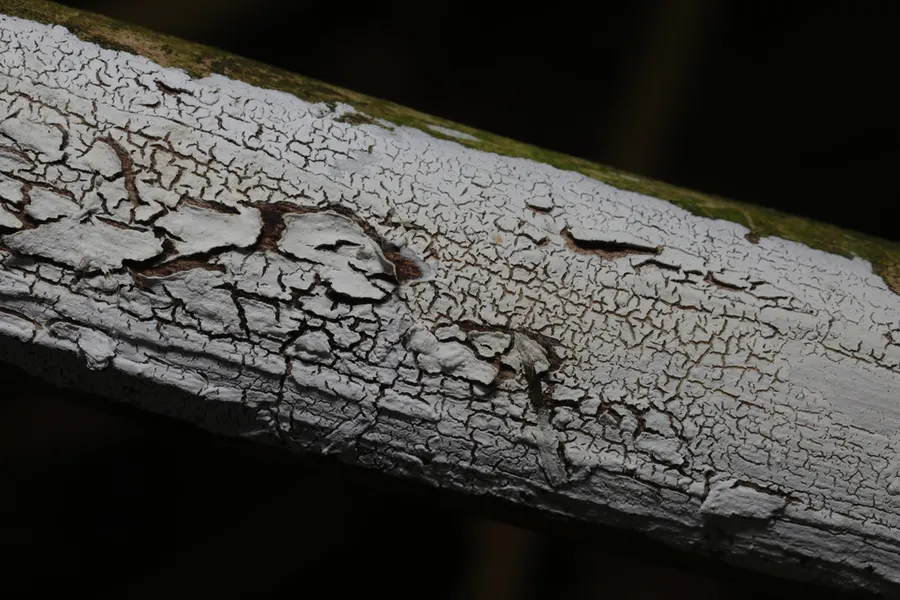 Dokumentasi Lyomyces sambuci — Fotografi