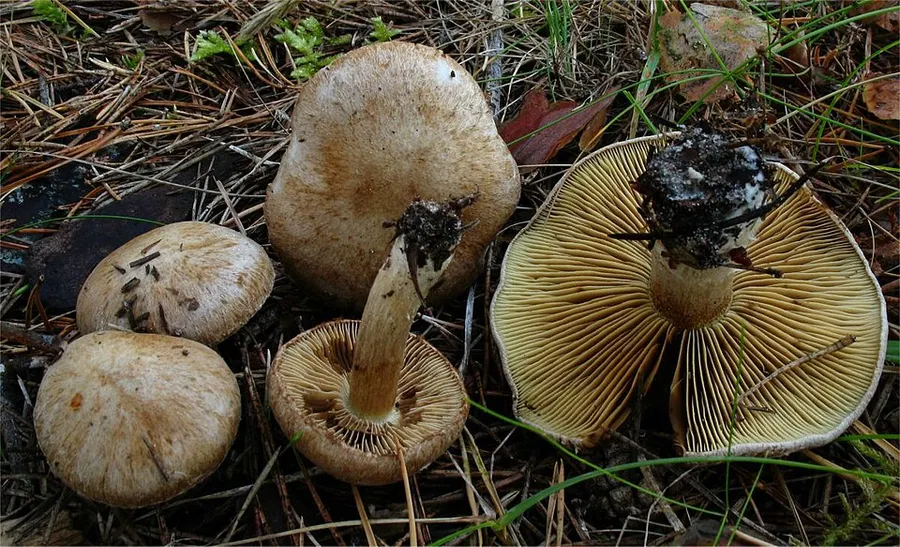 Dokumentasi Mallocybe leucoblema — Fotografi