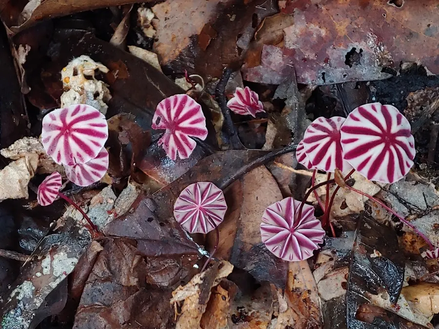 Dokumentasi Marasmius tageticolor — Fotografi