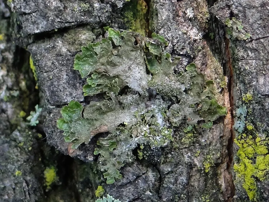 Dokumentasi Melanohalea elegantula — Fotografi