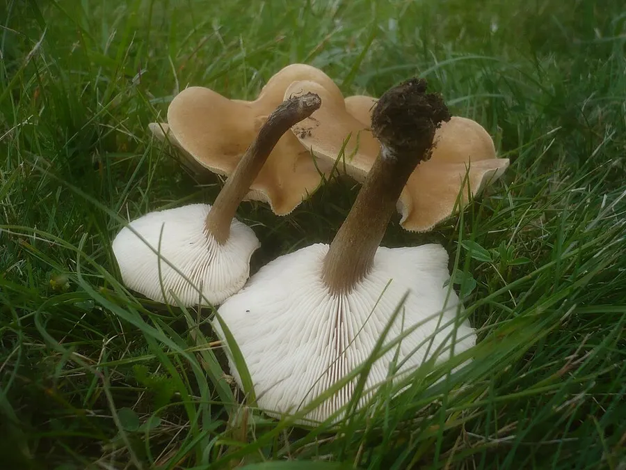 Dokumentasi Melanoleuca stridula — Fotografi