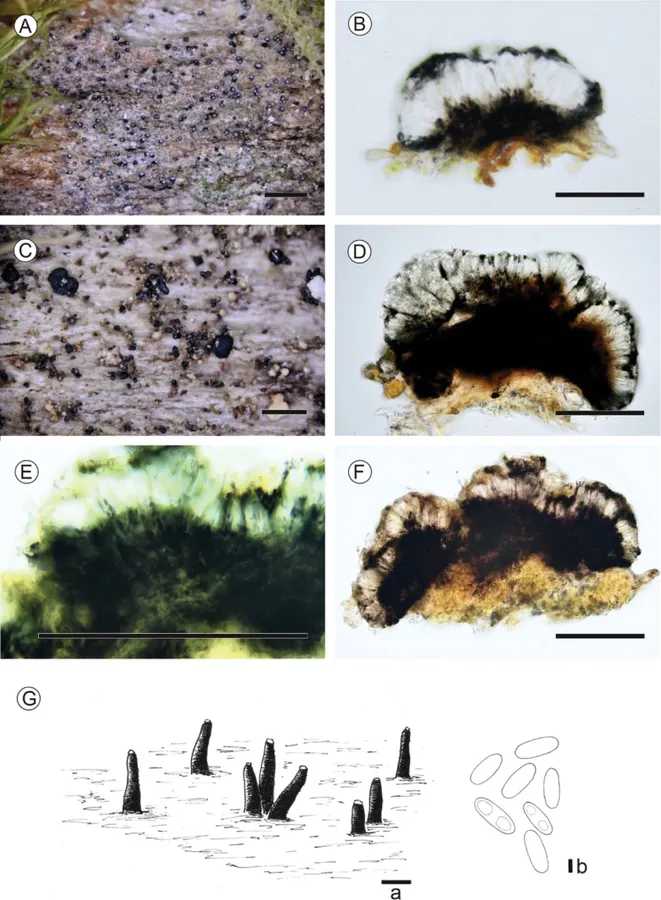 Dokumentasi Micarea nigella — Pelat ilmiah
