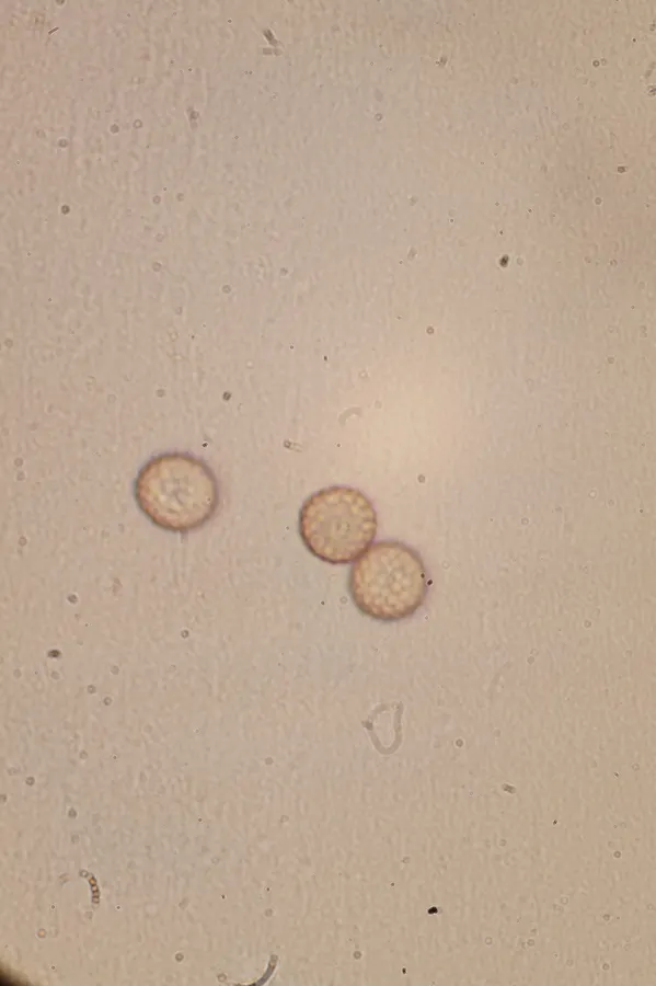 Dokumentasi Microbotryum violaceum — Fotografi