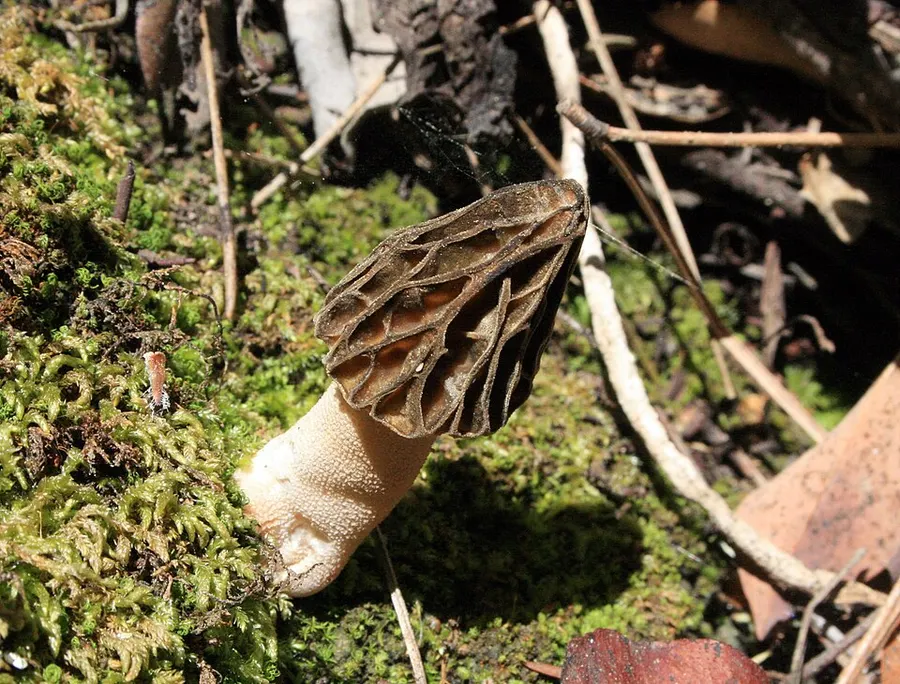 Dokumentasi Morchella disparilis — Fotografi