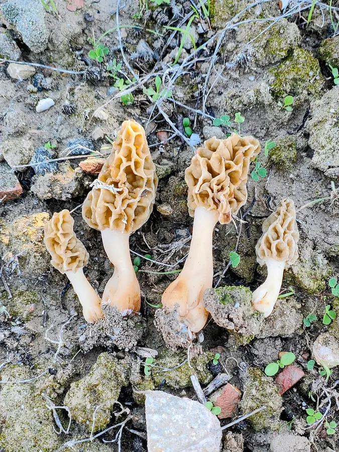 Dokumentasi Morchella galilaea — Fotografi