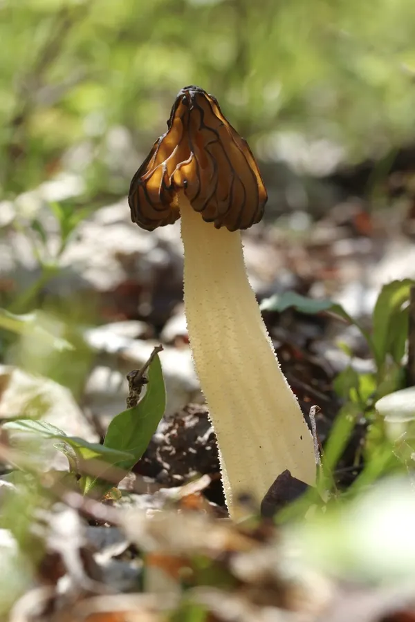 Dokumentasi Morchella punctipes — Fotografi